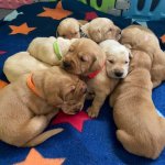 Lab puppies