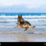 German Shepherd At The Beach