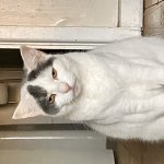 Sigma cat