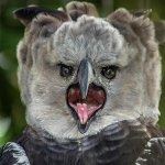Harpy Eagle Gasp