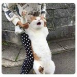 Gato si ya saben como soy