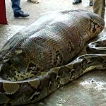 Wriggling python GIF Template