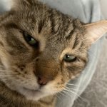Mogging Cat