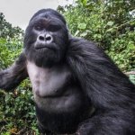 Gorilla Punch