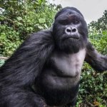 Gorilla Punch