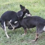 Face humping