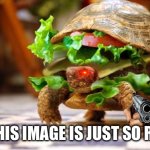 Tortoise sandwich | LMAO THIS IMAGE IS JUST SO RANDOM | image tagged in tortoise sandwich | made w/ Imgflip meme maker