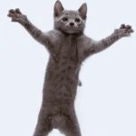 cat GIF Template