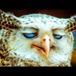Owl day