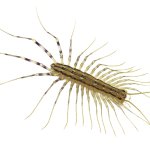 House centipede
