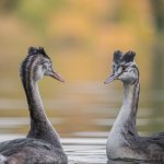 The super grebe bros LLC