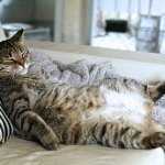 Fat cat