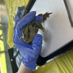 Happy Dissected Frog