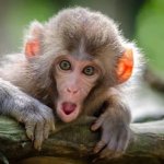 Scared Monkey meme