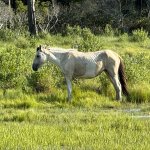 Loserpony