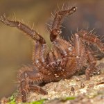 Surprise tarantula