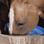 horse fan