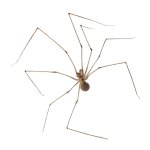 Scary spider