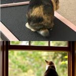 fit bunny & feline inside