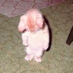 Sad Kitten