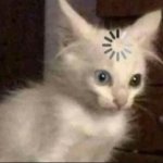 Cat buffer
