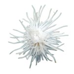 White spider 13