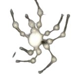 White spider 18