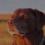 dog accepting fate meme
