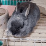 Sleepy bnuuy