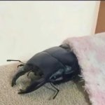 beetle meme