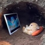 rabbit GIF Template