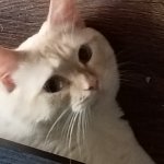 Floor cat