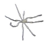 White spider 22