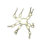 White spider 23