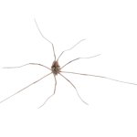 Harvestman Spider