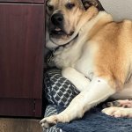 Smush Doggo