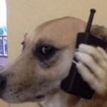 Perrito