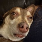High Alfred