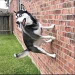 dog on building