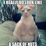 Fat Hairless Cat Sitting | I REALLY DO LOOK LIKE; A SACK OF NUTS | image tagged in fat hairless cat sitting | made w/ Imgflip meme maker