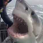 Funny | GTFOHWTS; SHARKS CAN'T LEVITATE | image tagged in funny,shark,gtfo,bullshit,artificial intelligence,cgi | made w/ Imgflip meme maker