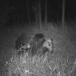 Night bear