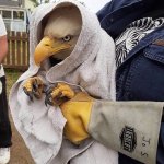 Do it eagle