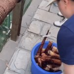 Panda Paradise | image tagged in gifs,panda paradise | made w/ Imgflip video-to-gif maker
