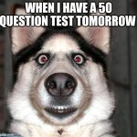 Scared Dog | WHEN I HAVE A 50 QUESTION TEST TOMORROW | image tagged in scared dog | made w/ Imgflip meme maker