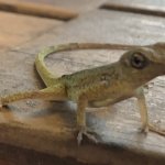 Small lizard