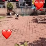 FUN | DOGS
Love Water | image tagged in gifs,dogs,love,water,fun | made w/ Imgflip video-to-gif maker