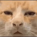 cay meme GIF Template