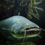 catfish