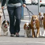 walking dog